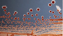 Колонии бактерий <i>Rhodococcus rhodochrous</i> — биокатализаторы для акриловых мономеров. Фото: Константин Лавров